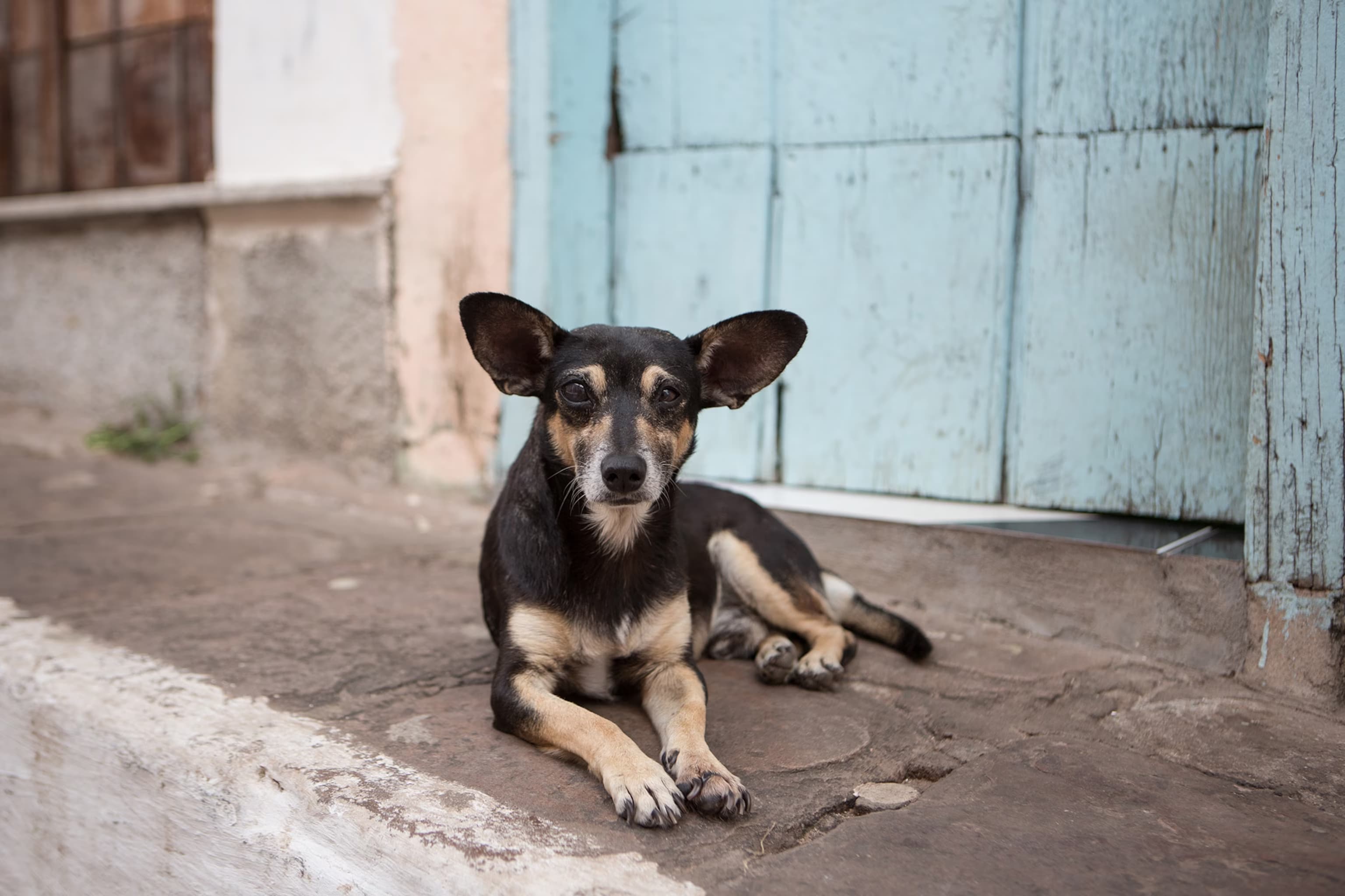 To keel or not to keel: Kaalu, the stray dog
